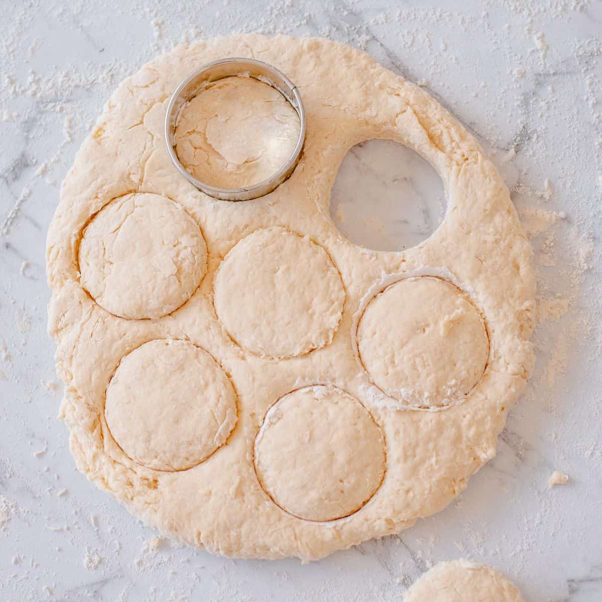 Scone dough rolled out with circles cut with a cutter.